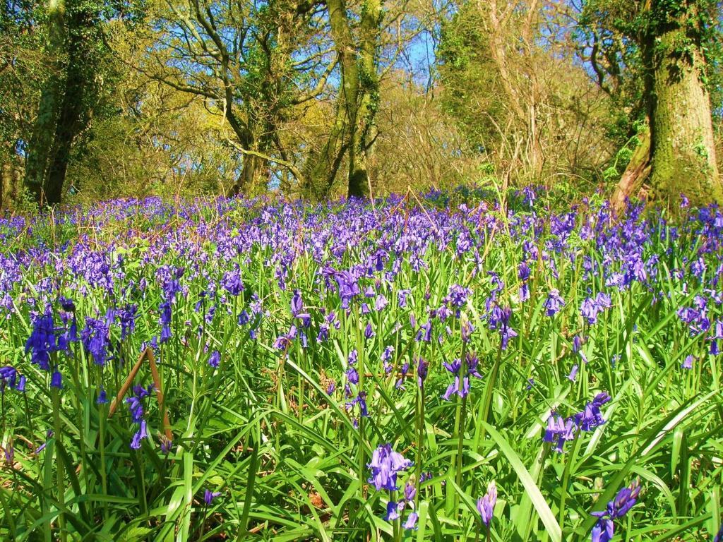 Yellowham Farm, Dorchester Higher Bockhampton Esterno foto