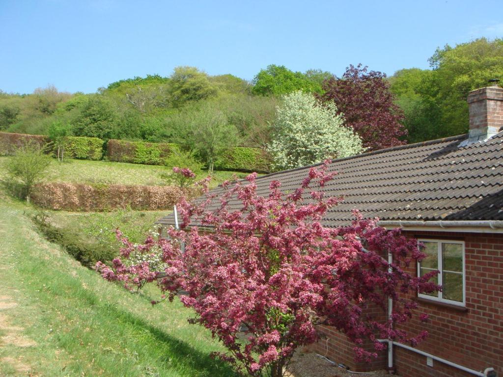 Yellowham Farm, Dorchester Higher Bockhampton Esterno foto