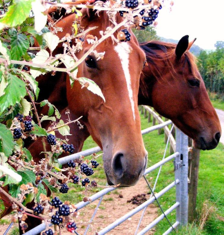 Yellowham Farm, Dorchester Higher Bockhampton Esterno foto