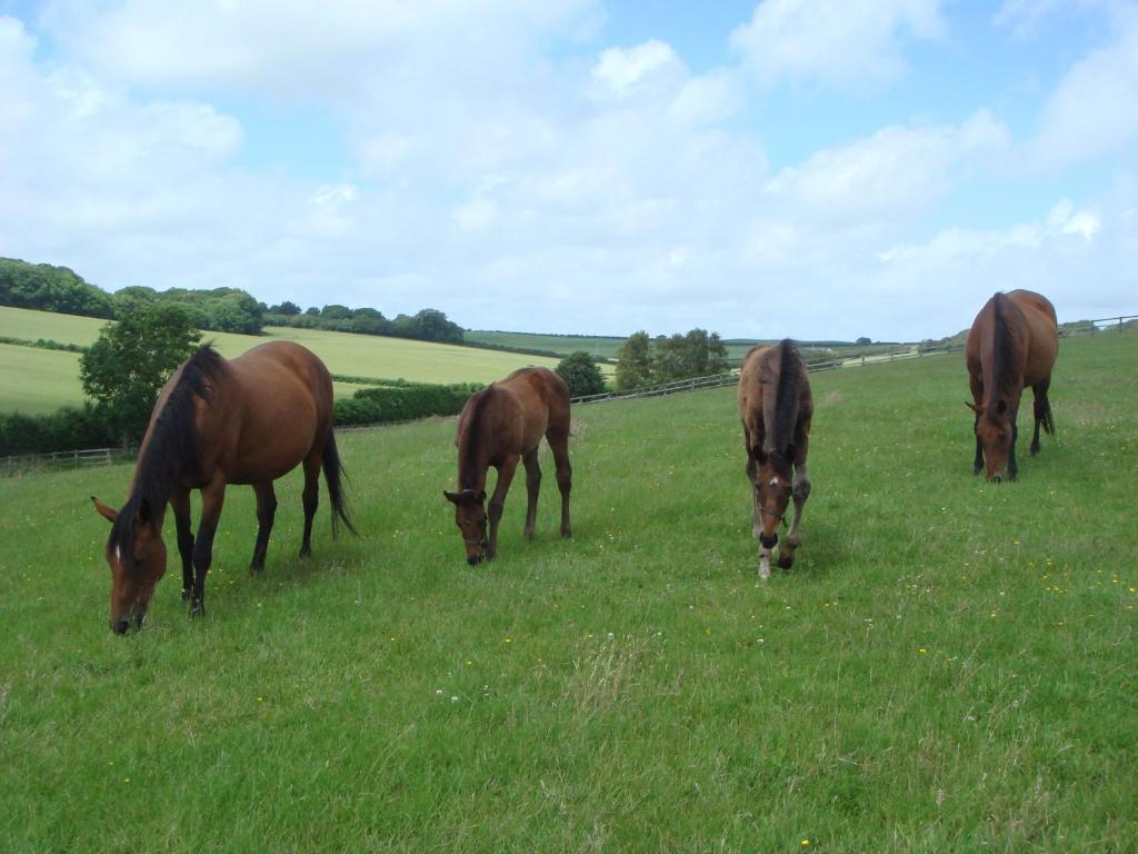Yellowham Farm, Dorchester Higher Bockhampton Esterno foto