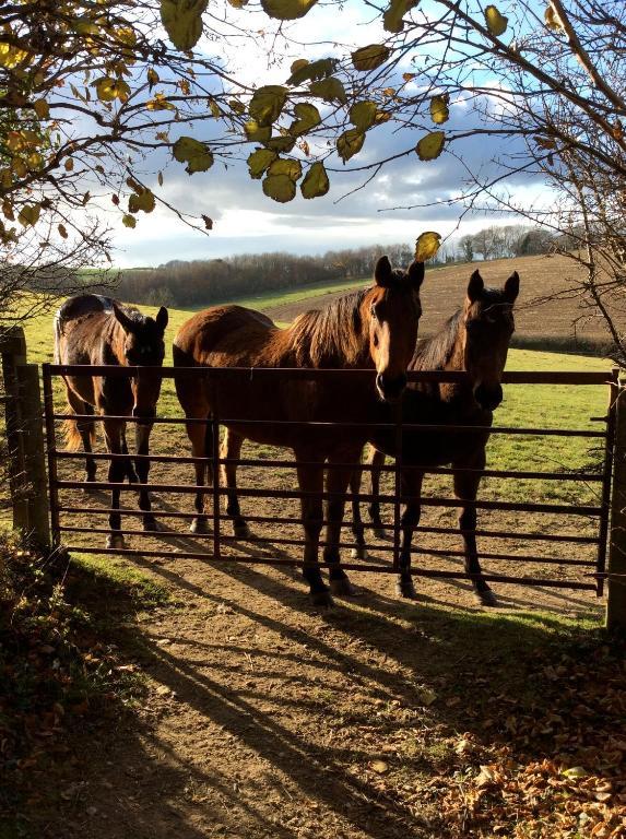 Yellowham Farm, Dorchester Higher Bockhampton Esterno foto