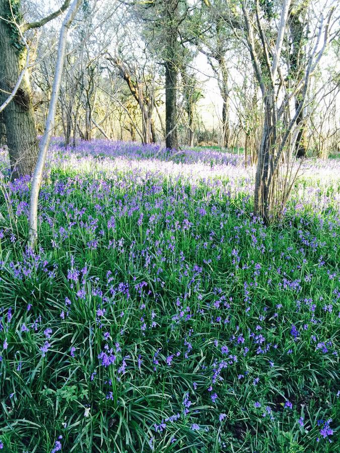 Yellowham Farm, Dorchester Higher Bockhampton Esterno foto