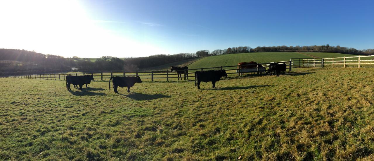 Yellowham Farm, Dorchester Higher Bockhampton Esterno foto